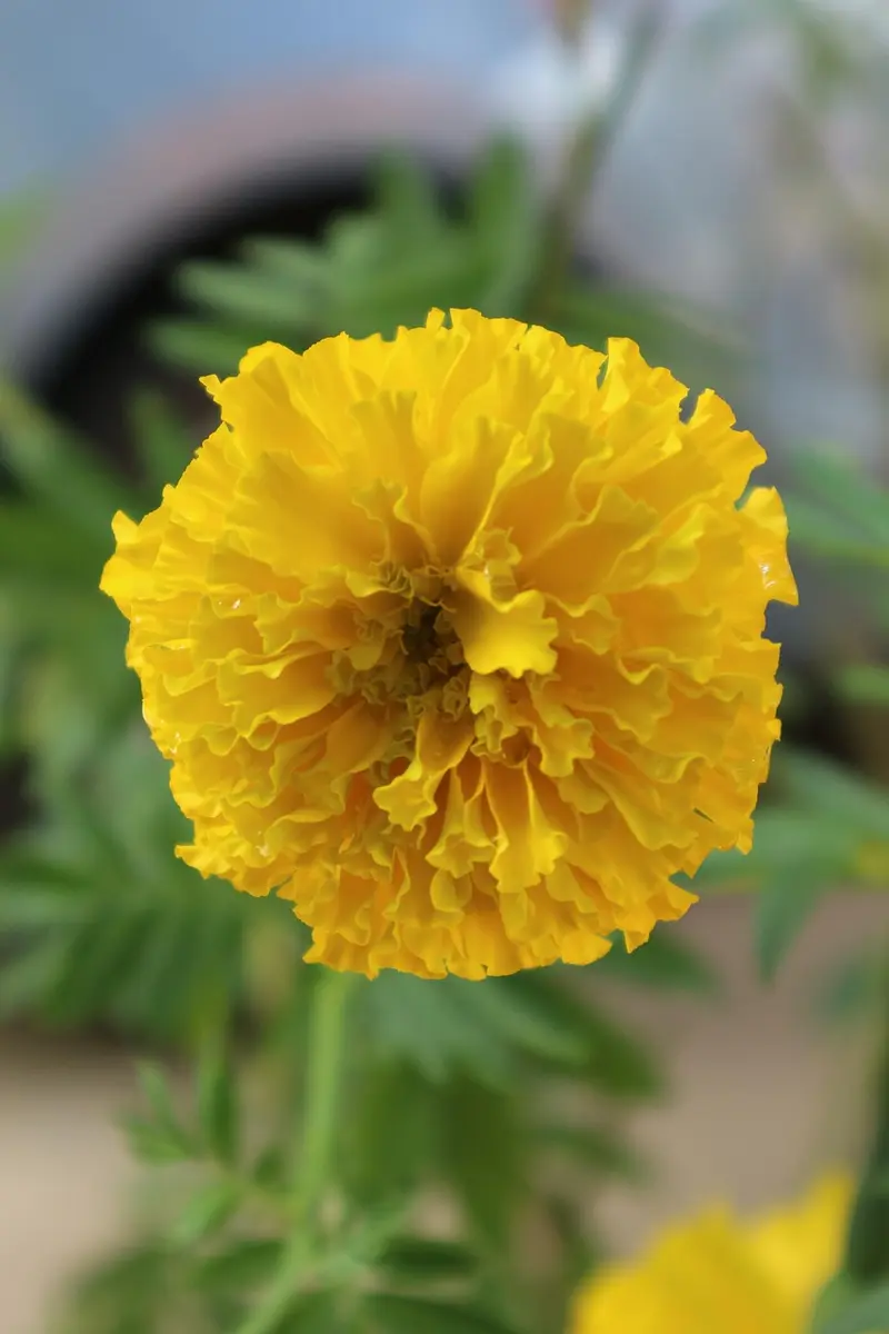 diy calendula oil lip balm 3 flavored variations