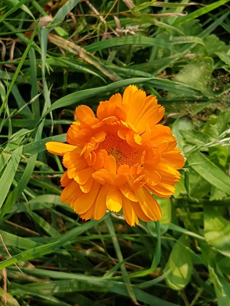 diy calendula oil room spray for natural air freshening