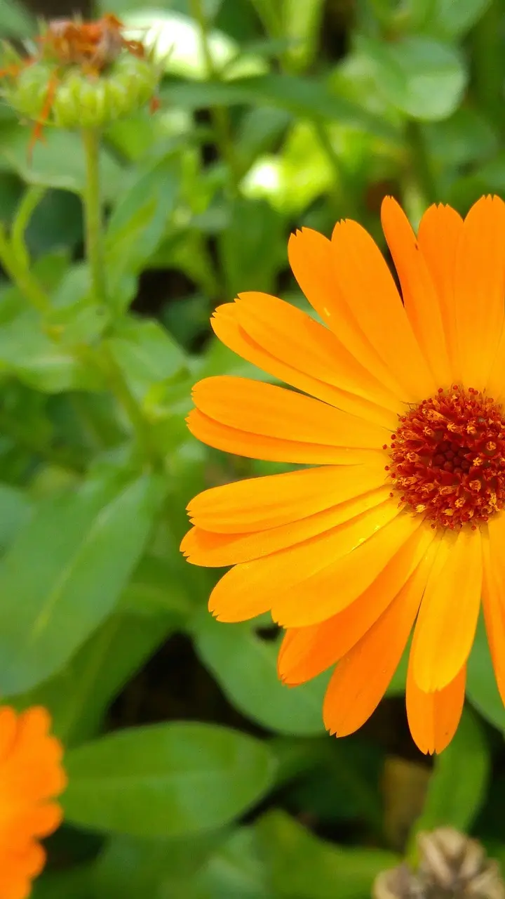 how to dry calendula flowers for oil infusion